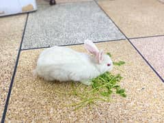 Rabbit
