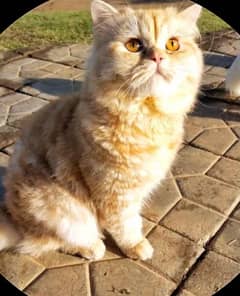 Cute and friendly cat for sale