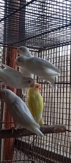 lovebirds albino creamino decino 8 portion cage
