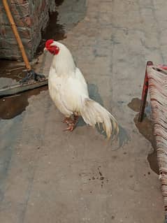 Heera aseel pair