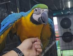 Macaw Parrot / Blue and Gold macaw parrot / Parrot for sale