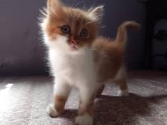 kitten  sale