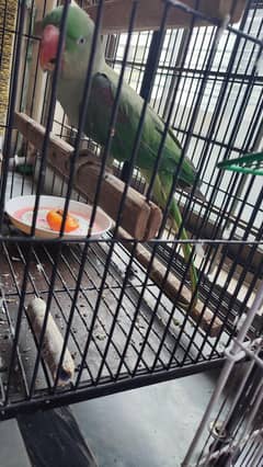 Raw parrot for sale