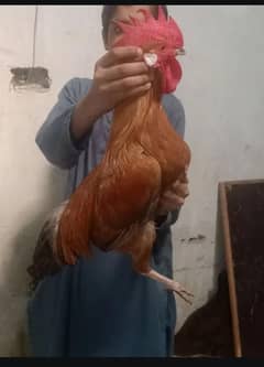 Pure Desi pair  murgi roz andy dey rahi h full adult murga 03364578464