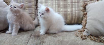 Persian kitten | Semi punch | Punch face | Tripple coat | Kittens