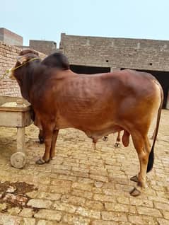pure sahiwal bull
