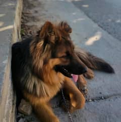 German Shepherd triple coated