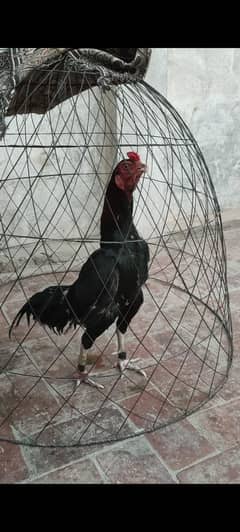 active bird