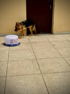 German Shepherd Female