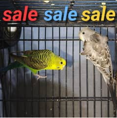 Australian budgie hogoromo × black wing parrot