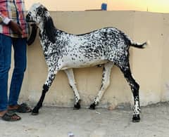 Goat for sale