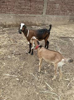 gaban bakri