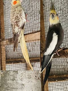 cockatiel