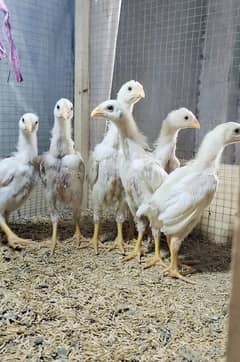 White Oh Shamo | king size shamo | Shamo Chicks | Shamo aseel | Shamo