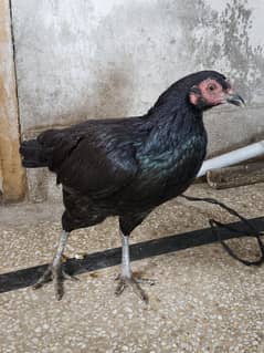 Pure Black Aseel Breeder Murghi Thai Hens
