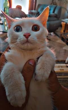 Khao Manee (Odd Eyed) Female Cat For Sale!