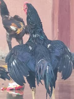 BLACK ASEEL PAIR PLUS 1 OTHER FEMALE BREEDER GURRENTY