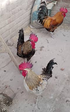 3 Desi Murghe for sale per Murgha 2500 . Ye Murgha ghar k Pale hae. .