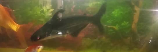 Blueline Shark