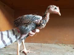 aseel best breed