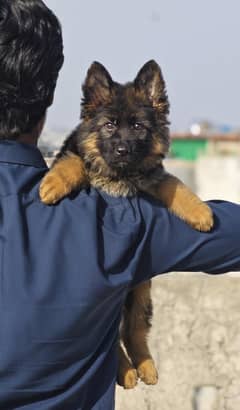 top quality pink pedigree pupps