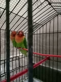 fisher birds pair with king budgie