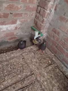 2 male han our 2 teddy bacha han