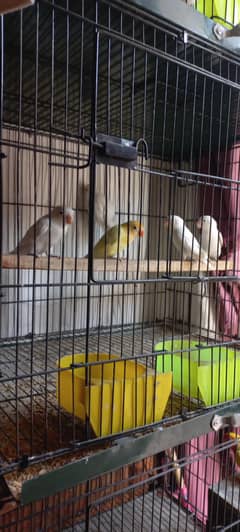 Lovebirds and java finches for sale