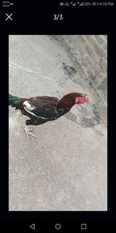 aseel cock