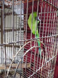 Male