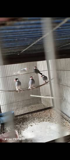 Java White Grey fawn cross, dove diamond and piedand astrolop cock