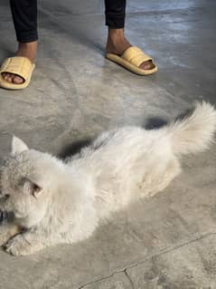 Cat male persian
