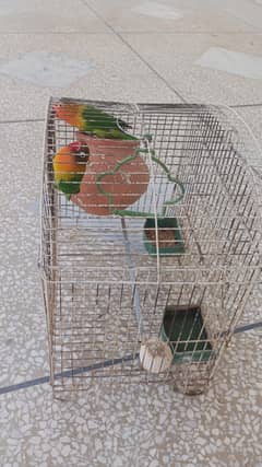 Lovebirds