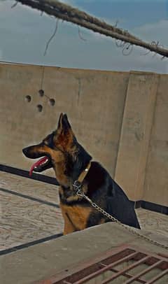 German shepherd  female
