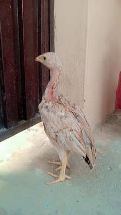 12 aseel chicks Available. .
