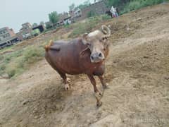 Sajjar Buffalo For Sale