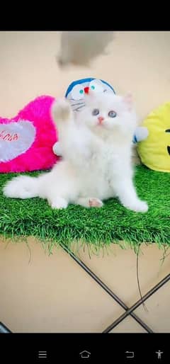 blue eyes white Persian kitten|Triple long coat |WhatsApp. 03250387943