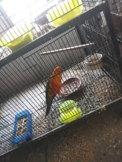 Sun conure