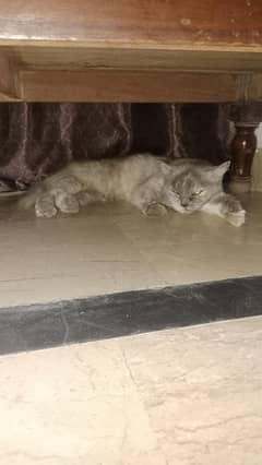nagi cat name pashm