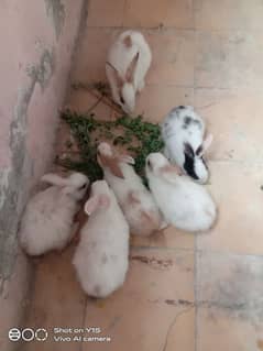 rabbit