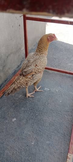 Desi hen