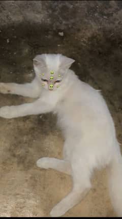 Persian