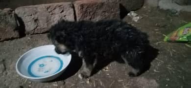 German shepherd  Puppy