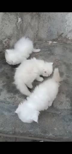 blue eyes white Persian kitten|Triple long coat |WhatsApp. 03250387943