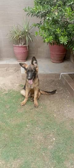 german Shepherd only 0.5 age love and care dog