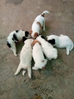 Peginese pups for small Dogs Lovers