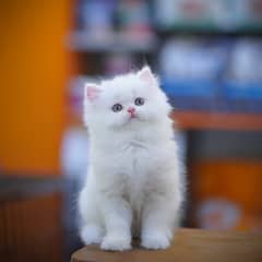 Persian Kitten | Grey Kittens | White Kitten | Fawn Kitten