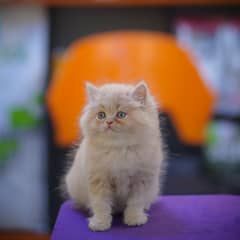 Persian Kitten | Grey Kittens | White Kitten | Fawn Kitten