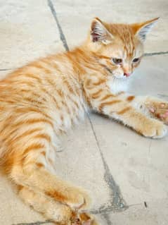 persian