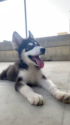 Siberian Husky Baby Male Husky For Sale